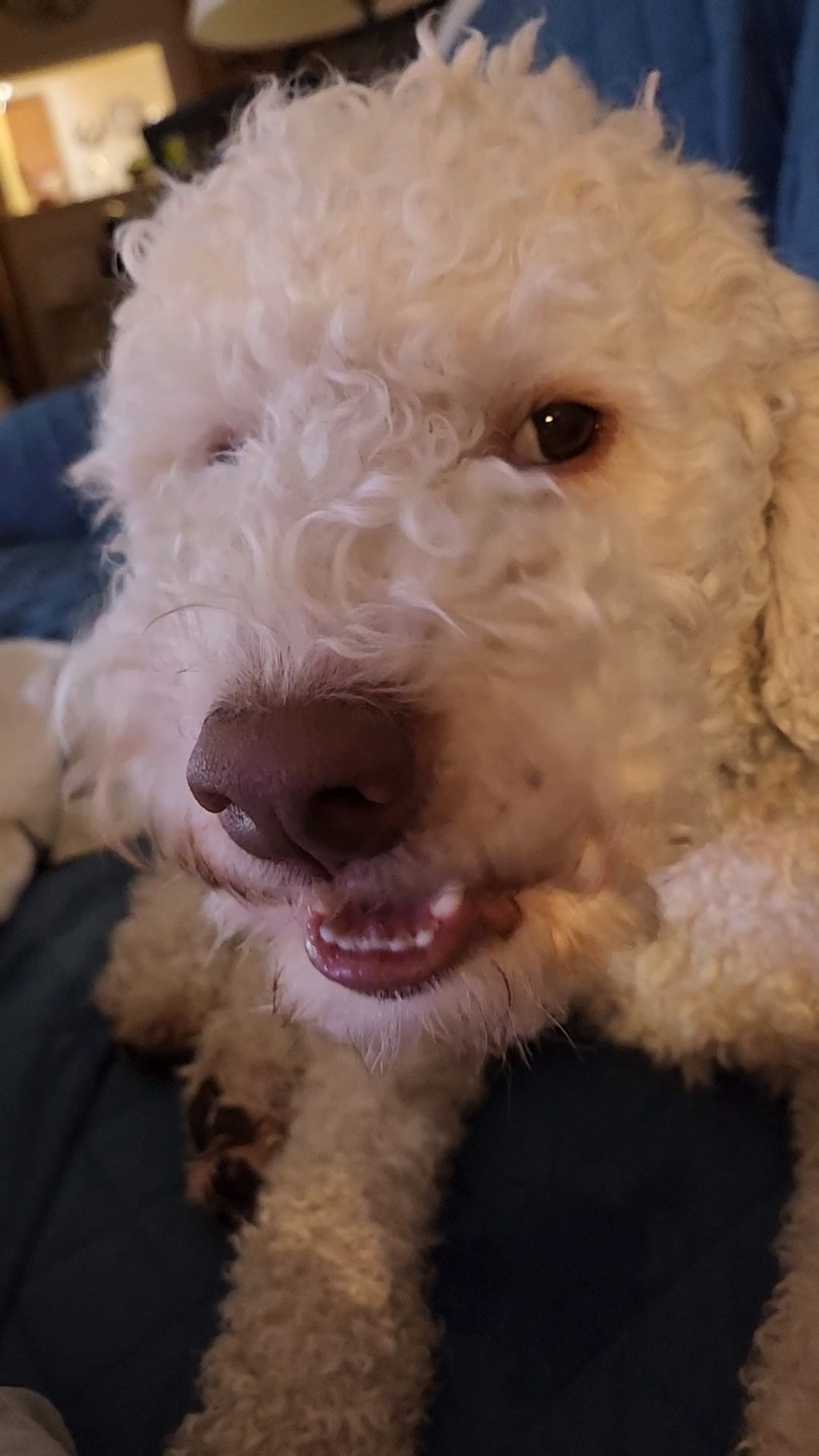 The One AKC Scent Work Regulation You Need to Know&nbsp;About