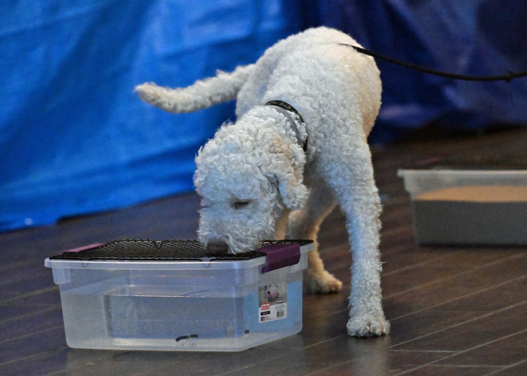 Questions on the New Buried&nbsp;Rules