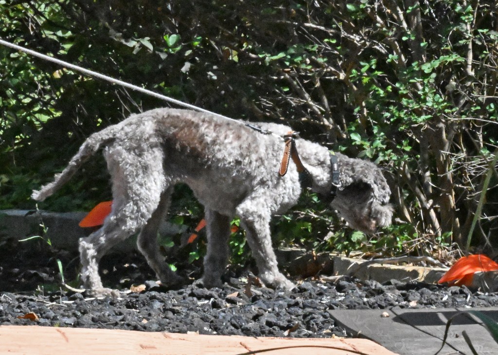 Learning to Trust Your&nbsp;Dog