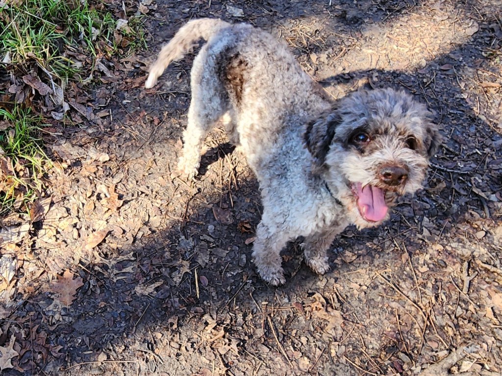 In Praise of Sniffy&nbsp;Adventures