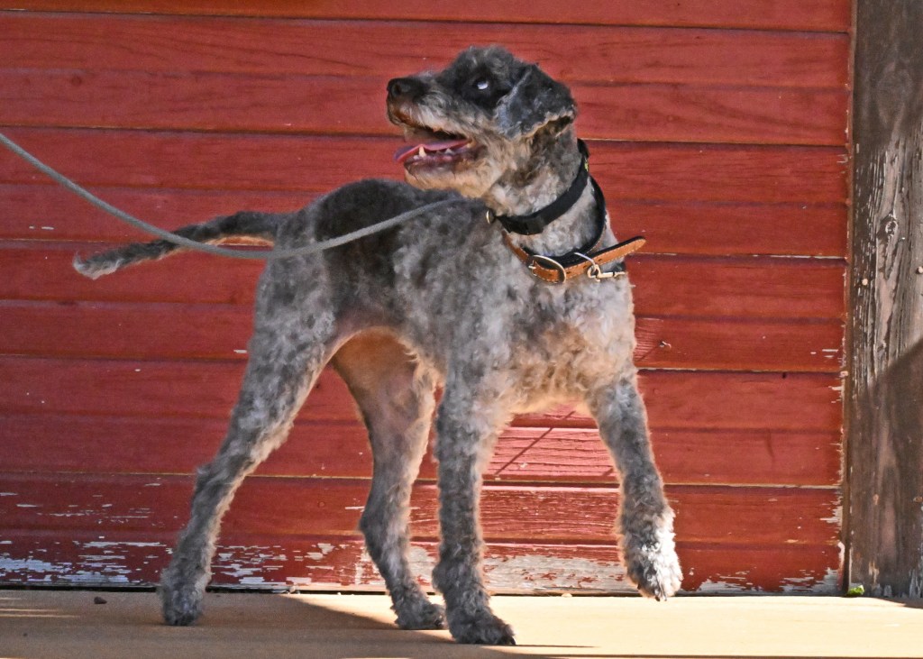 The Detective Level: Working on the “One Hide Left Behind”&nbsp;Syndrome