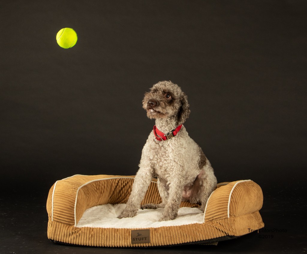 Thoughts and Predictions about the Future of Scent&nbsp;Work