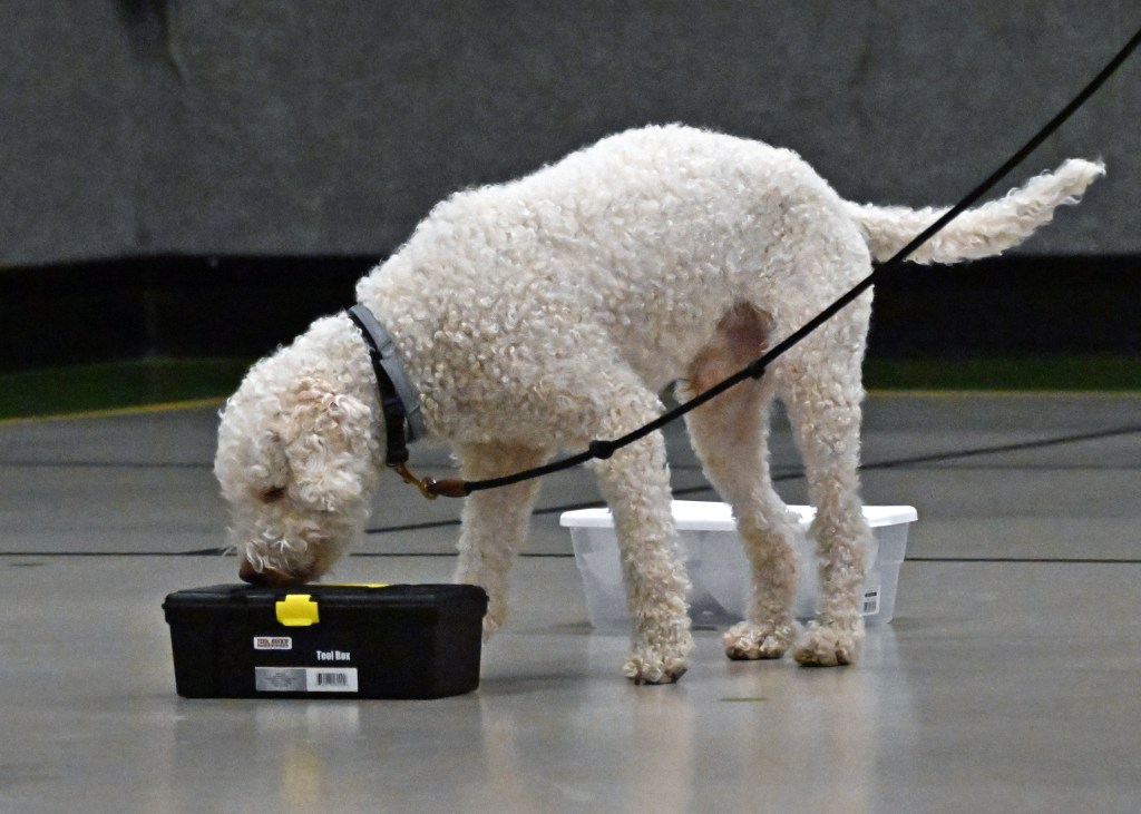 Is Your Dog Struggling with Containers? This might be why (Containers Part&nbsp;Two)