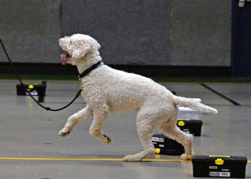 Is Your Dog Struggling with Containers (Part&nbsp;Three)