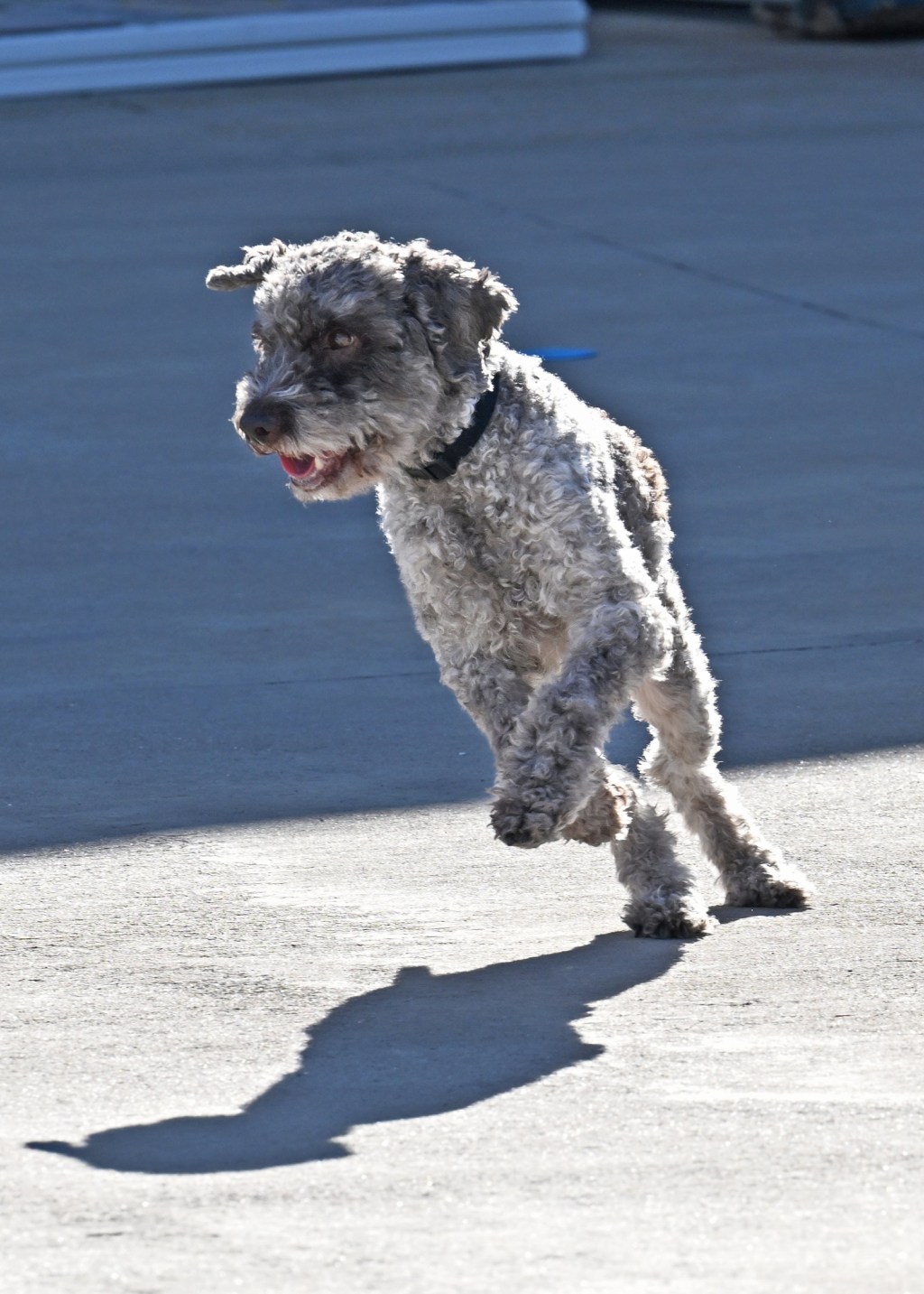 How to Stop a Dog from&nbsp;Cataloging