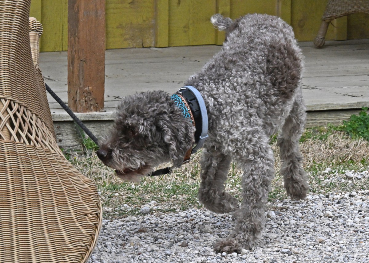 Why Demo Dogs are&nbsp;Important