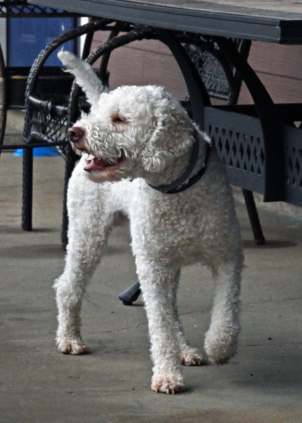 Returning to Found&nbsp;Hides