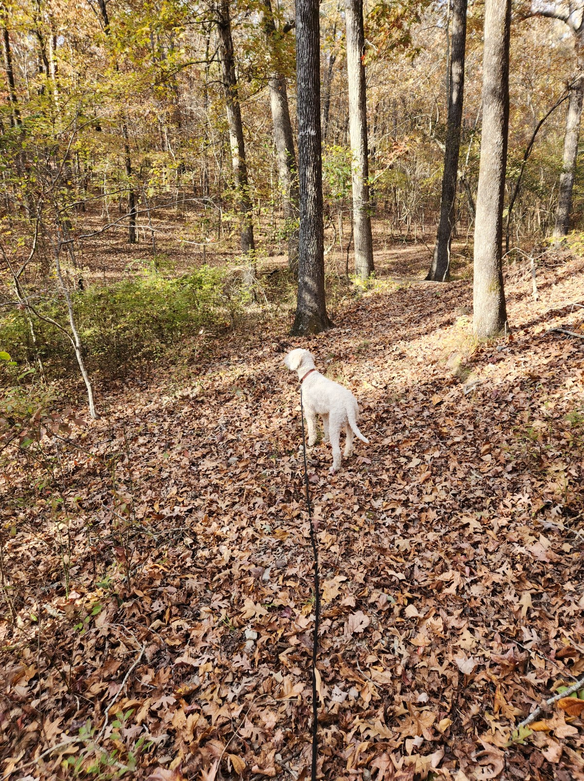 Cold Weather and the Scent&nbsp;Cone