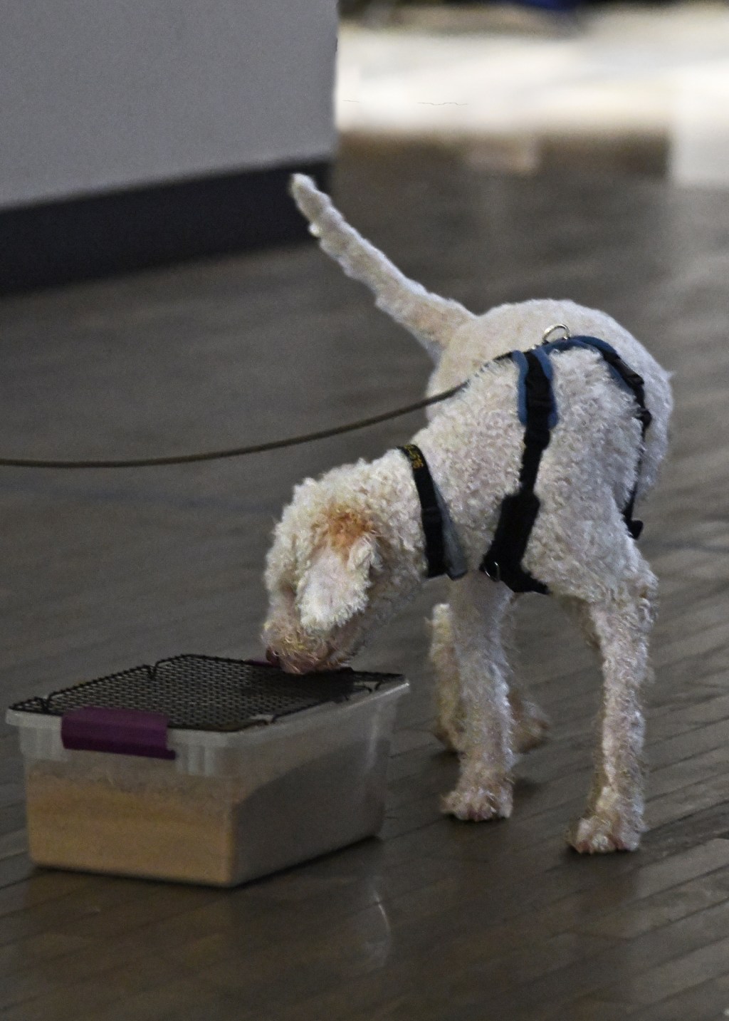 Why You Should Run Your Dog Off-Leash in&nbsp;Buried