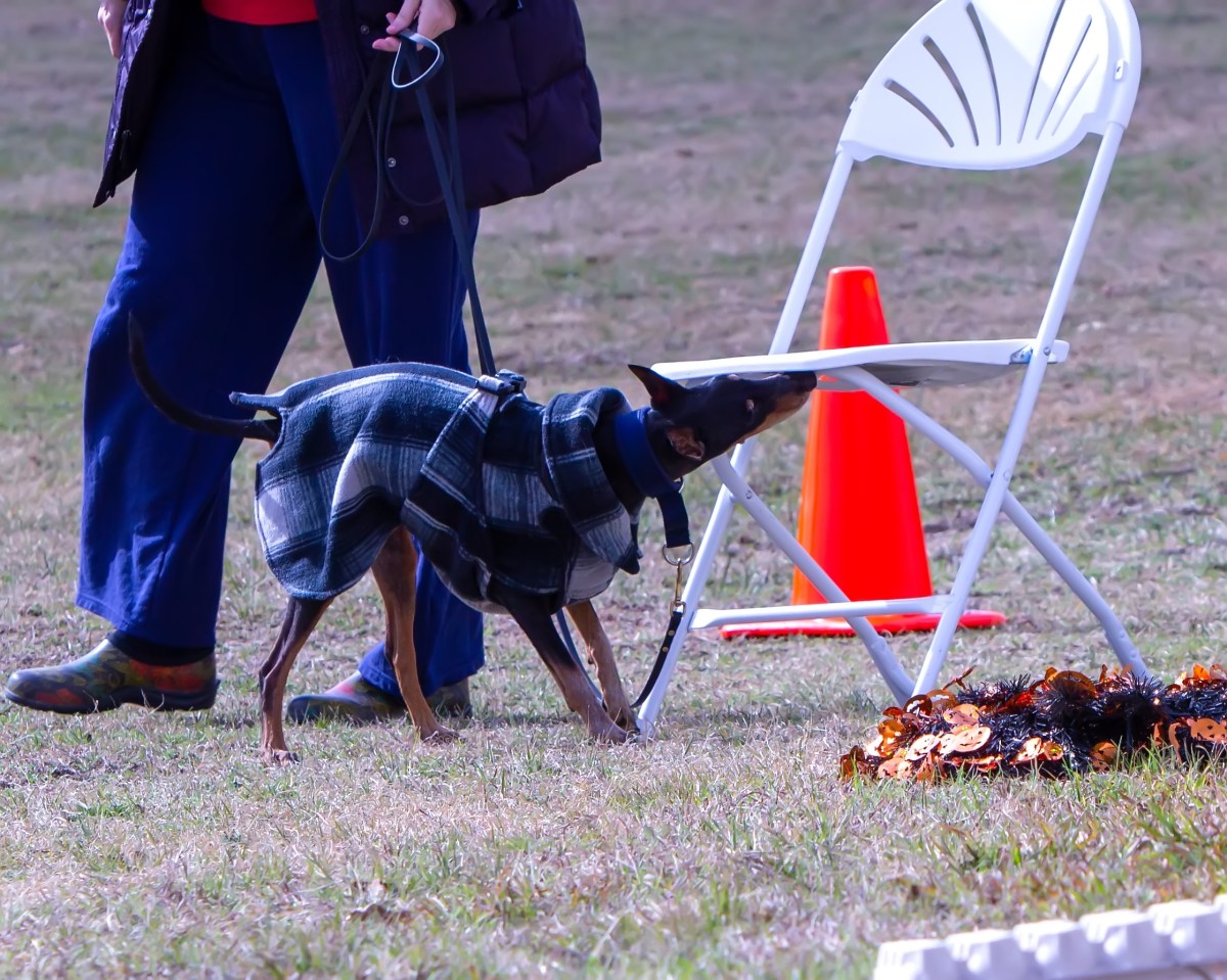 Knowledgeable Dogs and the Double Blind&nbsp;Search