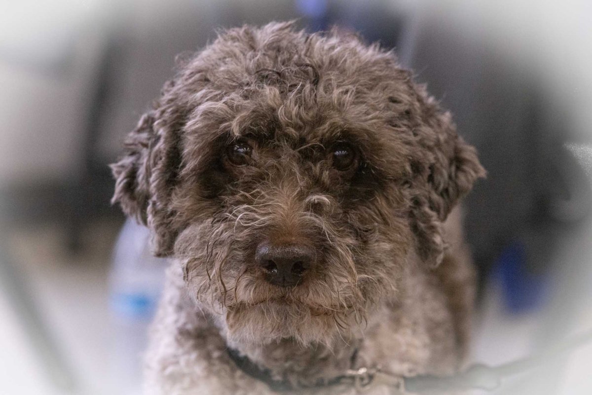 Announcing Online Odor Theory&nbsp;Class