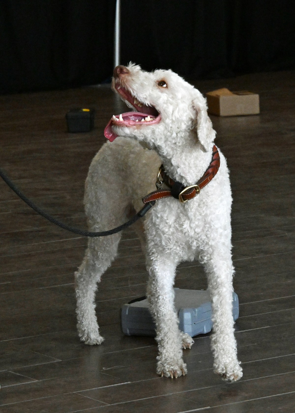 Why You Don’t Want a Smart&nbsp;Dog